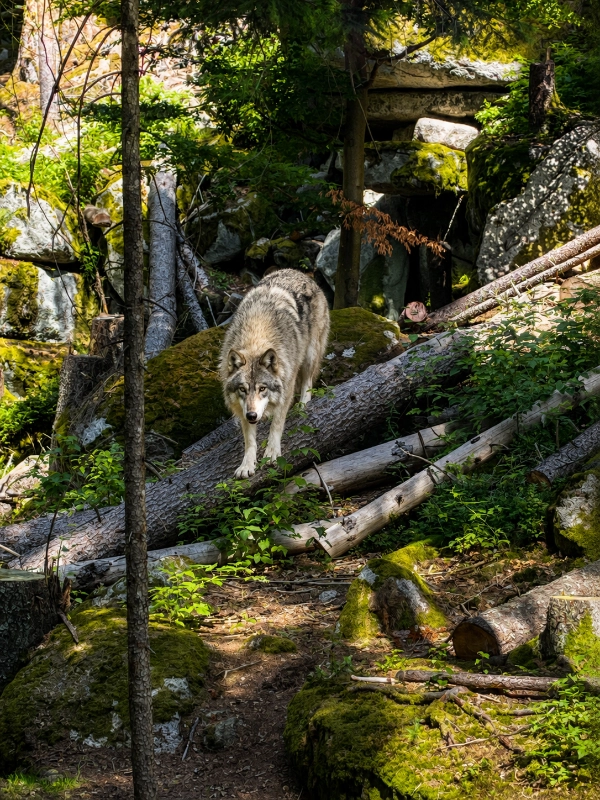Vlk obecný ve výběhu Srní – smečka NP Šumava, vlk stojí na spadlém kmeni a hledí přímo na návštěvníky z vyhlídkové lávky