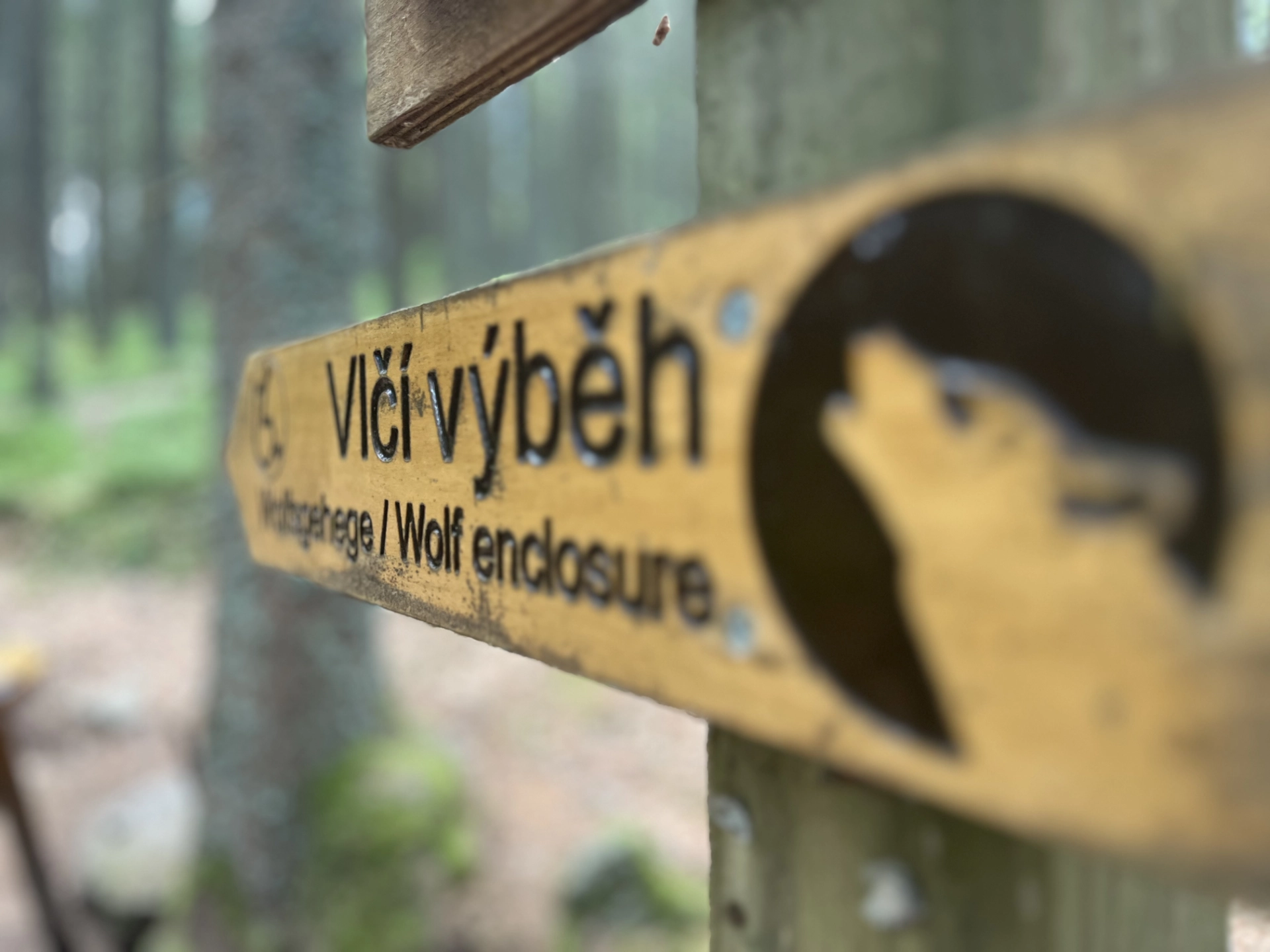 Vlčí výběh Srní – pozorování vlků z vyhlídkové lávky na Šumavě